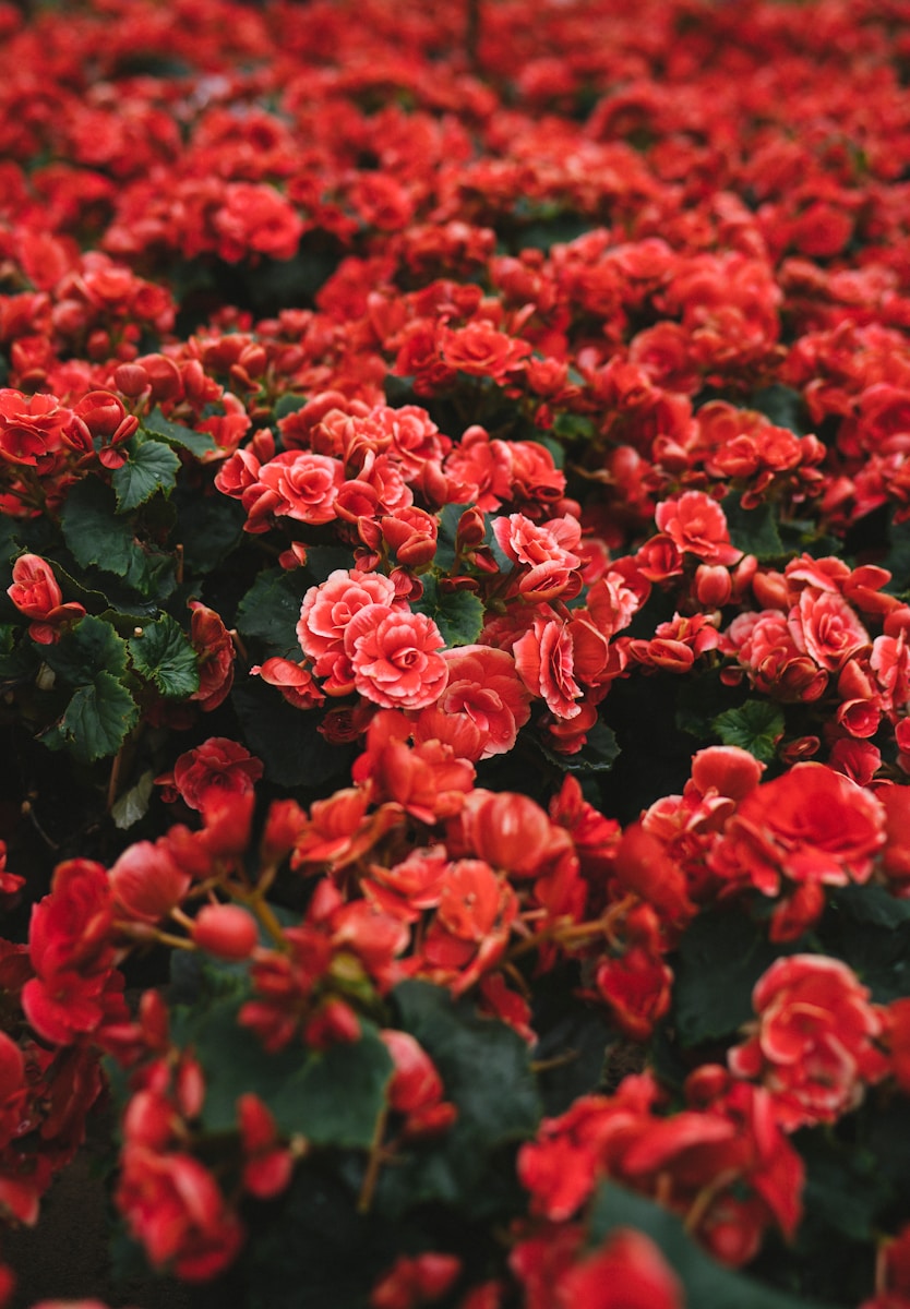 arbustes a fleurs rouges