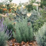 Les Bienfaits Insoupçonnés des Plantes Médicinales dans un Jardin Autonome