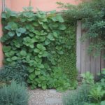 Comment créer un mur végétal comestible pour un jardin à la fois beau et nourricier