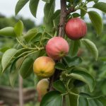 Planter une haie fruitière multi-espèces : créez un verger comestible, écologique et autonome dans votre jardin