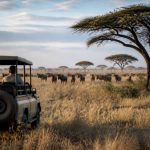 Découvrir le serengeti : guide complet pour un safari inoubliable
