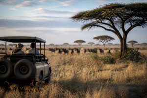 Découvrir le serengeti : guide complet pour un safari inoubliable